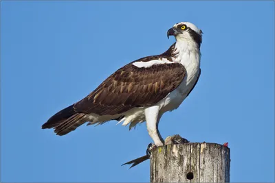 Пинежский заповедник ждет работы на фотоконкурс «Зимующие птицы»