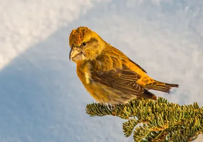 В Кенозерье и в «Онежском Поморье» насчитали более 1500 птиц для проекта  Eurobirdwatch