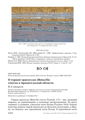 Знакомство с Арктикой: о «птичьих базарах» в Мурманской области - МК  Мурманск