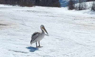 Птицы России / Birds of Russia | Facebook