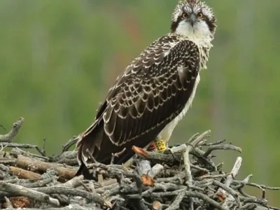 Фотография Серая ворона (Corvus cornix) Соловецкие острова. Архангельская  область. Лето 2015 | Фотобанк ГеоФото/GeoPhoto | GetImages Group