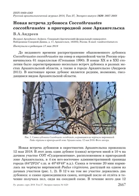 В Архангельской области нашли новые гнёзда орлана-белохвоста