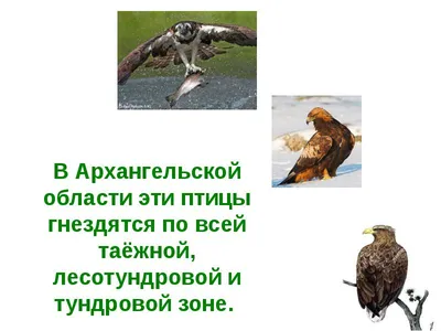 Границы трёх биологических заказников Архангельской области внесли в ЕГРН