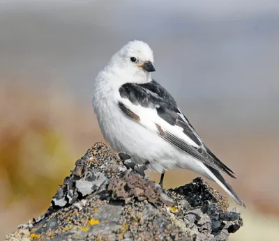 Птицы арктики фото фото
