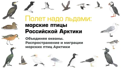 Лафоминты: птицы Арктики и их жизнь» — создано в Шедевруме