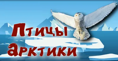 Арктические птицы (49 фото) - красивые фото и картинки pofoto.club