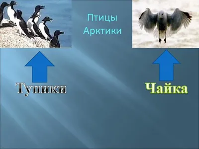 От Антарктиды до Арктики: 10 фактов о полюсах - Телеканал «О!»