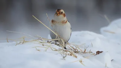 В Новом Уренгое открылась фотовыставка «Птицы Арктики»