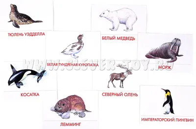 Ученые: в Арктике 50 млн лет назад жили гигантские «птицы ужаса» - Наука -  Newsler.ru