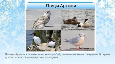 В национальном парке «Русская Арктика» вновь зафиксировали редкие виды птиц
