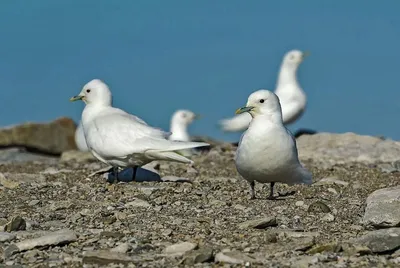 Белая птица Арктики: что позволяет чайке постоянно жить среди льдов -  Рамблер/новости