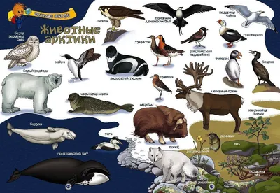 В национальном парке «Русская Арктика» вновь зафиксировали редкие виды птиц