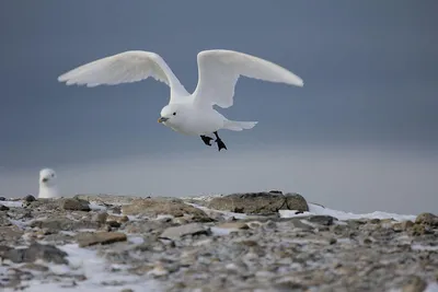 В Арктике из-за глобального потепления вымрут некоторые виды птиц