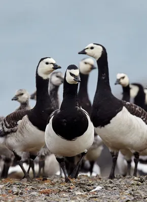 Арктика стала опасной для перелётных птиц ⋆ НИА \"Экология\" ⋆