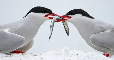 Птицы арктики - 43 фото