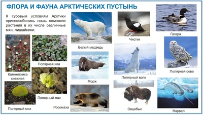 Природа России: от Арктики до пустыни. Моё первое путешествие. Записи  голосов птиц - внутри под QR-кодом!
