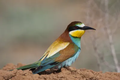 Птицы – Астраханский биосферный заповедник