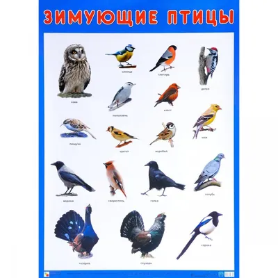 Астраханский заповедник: где птицы зимуют | Газета ВОЛГА