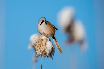 Редкую птицу обнаружили в Астраханском заповеднике | Газета ВОЛГА