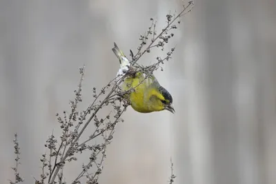 Птицы Астраханского заповедника | УДОБА