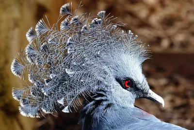 Удивительные птицы Австралии: далекие и близкие | Лайфинтерест | Дзен