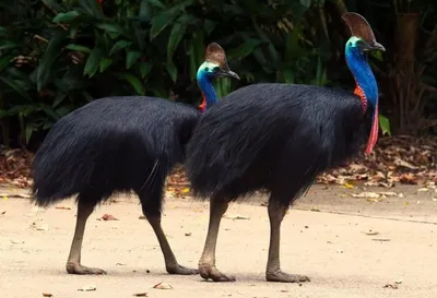 Птицы Австралии шлемоносный казуар …» — создано в Шедевруме