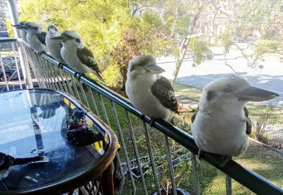 Казуары — необычные птицы Австралии - Рамблер/новости