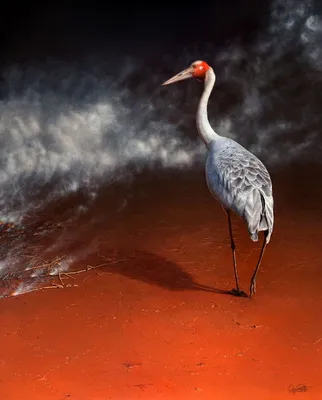 красный цвет Emu центра птицы Австралии Стоковое Изображение - изображение  насчитывающей эмулятор, захолустье: 5911175
