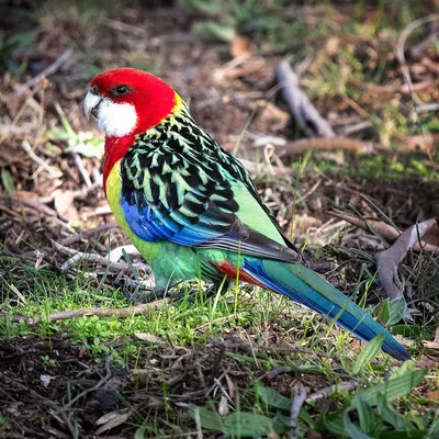 Бесплатные Птицы Австралии 6 стоковые фотографии | FreeImages