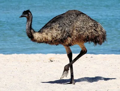 Невероятно яркие птицы на снимках фотографа из Австралии - Новости на KP.UA