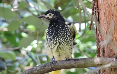 Птица Австралии, красивый самец …» — создано в Шедевруме