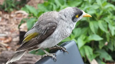 Птички невилички от Австралийских степей. | Пикабу