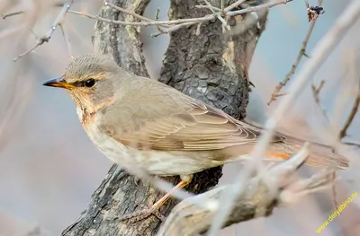 Птицы Байкала: учимся отличать снегиря от пухляка