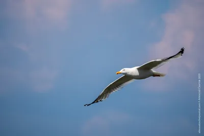 Сизая чайка - описание птицы и фото