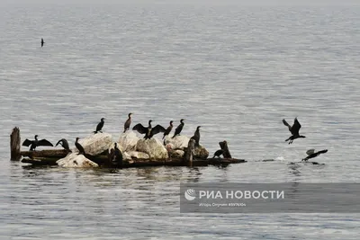 Байдарочная экспедиция по Байкалу собрала материал о редких птицах |  Русское географическое общество