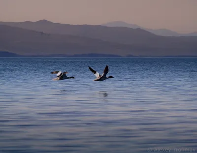 Legend of Baikal - Знаете ли вы, что на Байкале водятся лебеди? Здесь это  редкие птицы, и их очень почитают местные жители. Об этом и легенда 🦢 ⠀  Случилось это весной. Небо