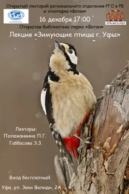 Птицы башкортостана - 76 фото