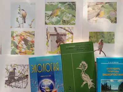 Презентация на тему: \"Перелётные птицы Башкортостана\". Скачать бесплатно и  без регистрации.