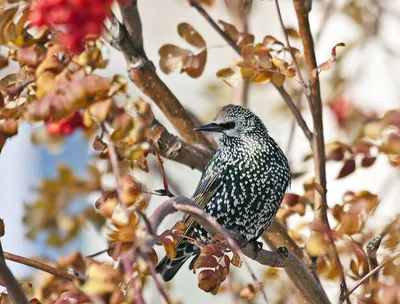 Экологические чтения «Зимующие птицы родного края» - Культурный мир  Башкортостана
