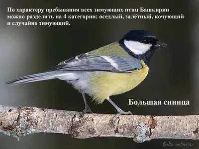 Учёты численности водоплавающих птиц в двух районах Республики Башкортостан  - Атлас птиц Уфы