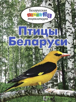 Сейчас вылетит птичка: где и как наблюдать за птицами в Беларуси?