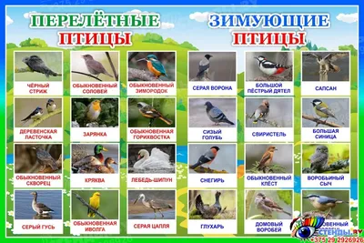 Купить Стенд Перелетные и зимующие птицы 600*400 мм 📄 с доставкой по  Беларуси | интернет-магазин Stendy.by