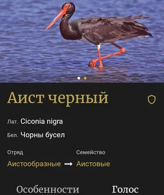 Птицы из Красной Книги обнаружены в неожиданных местах Беларуси | «Лучшее в  Беларуси»