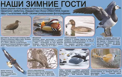 Какие птицы могут стать новыми видами в фауне Беларуси? Часть первая