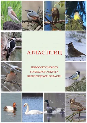 Атлас птиц Новооскольского городского округа Белгородской области