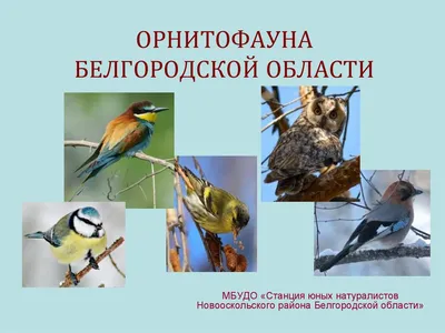 Орнитофауна Белгородской области - презентация онлайн