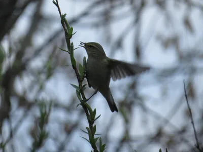 Птицы Белгородской области · iNaturalist