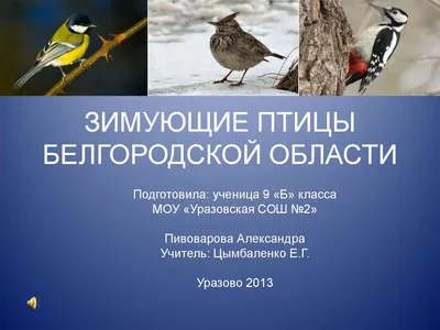 В Красную книгу РФ вошли две птицы Белгородской области | 12.05.2020 |  Белгород - БезФормата