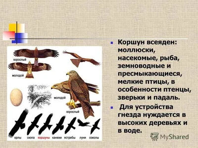 Зимующие птицы» - ЦБС г. Белгорода