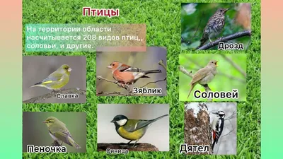 Зимующие птицы Белгородской области - презентация онлайн